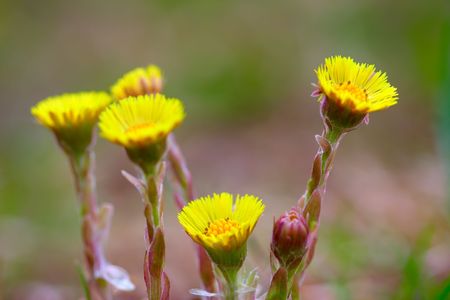 Bunch of yellow flowersの写真素材