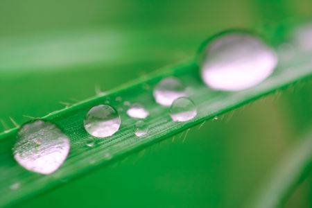 Dewdrops on a blade of grass