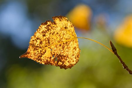 Colorful fall leaf on a branchの写真素材