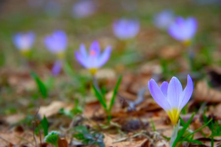 Wild crocus flowers in the natureの写真素材