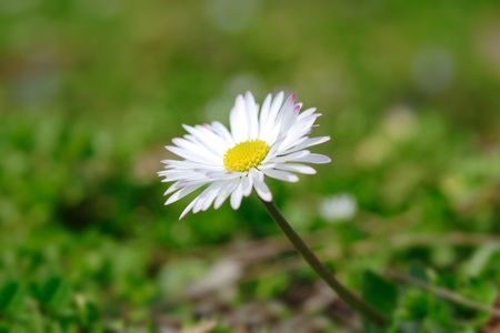 Daisyの写真素材