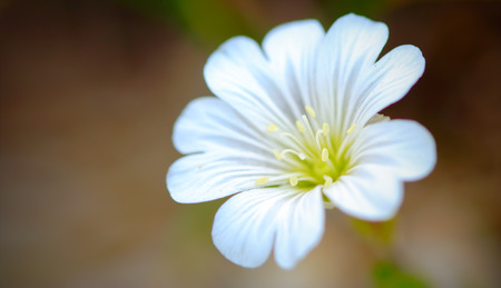 Wild mountain flowerの写真素材