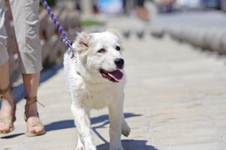 Walking the dogの写真素材