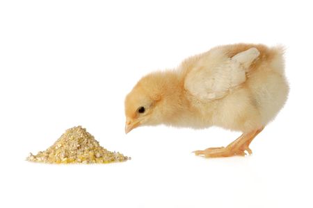  chicken having a mealの写真素材