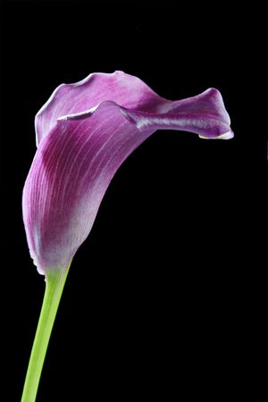 Violet calla Lilly flower isolated on blackの写真素材