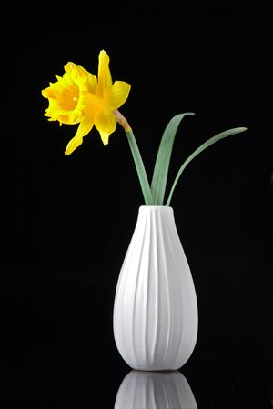 Narcissus flower in a vase isolated against black backgroundの写真素材