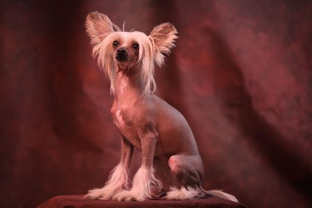 Chinese crested dog against studio backgroundの写真素材