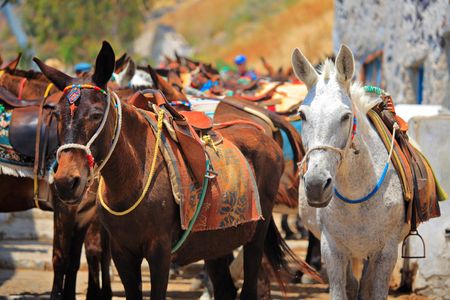 Horses on Santorini island, Greeceの写真素材