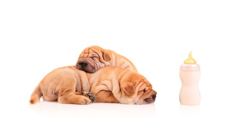 Sharpei puppies resting after some milk feastingの写真素材