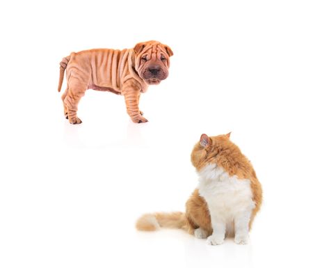  sharpei staring at a cat