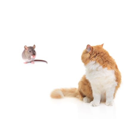 Cat watching a mouse isolated against white backgroundの写真素材