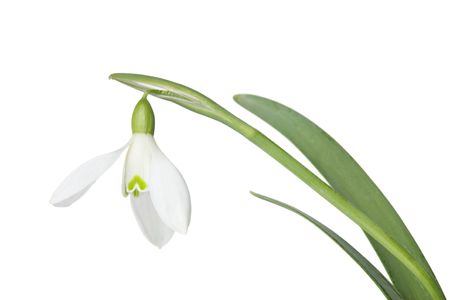 A snowdrop isolated on a white backgroundの写真素材