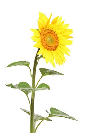 A view of a single sunflower against white backgroundの写真素材