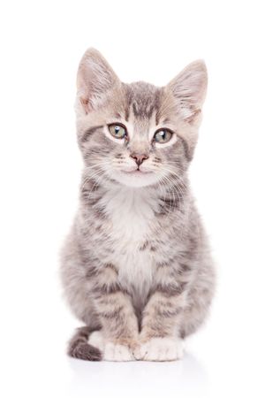 Gray cat isolated on white backgroundの写真素材