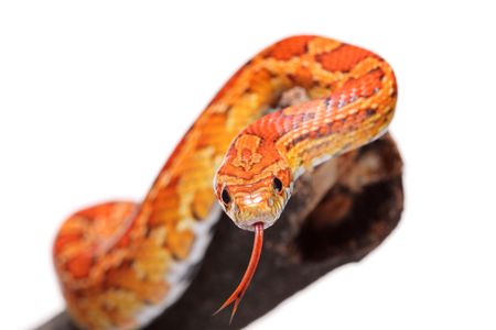 Corn snake on a branch isolated on white backgroundの写真素材