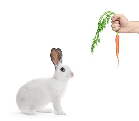A white rabbit and a hand holding a carrot isolated on white backgroundの写真素材