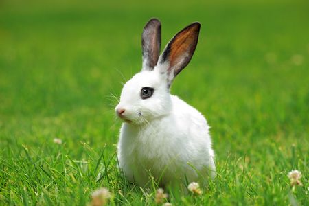 A view of a white rabbit on a green grassの写真素材