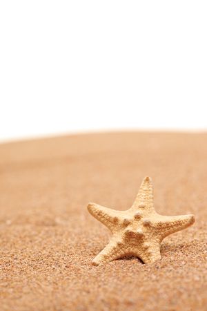 A view of a sea star on a sandy beach isolated on white backgroundの写真素材