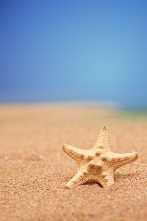 A view of a sea star on a sandy beachの写真素材