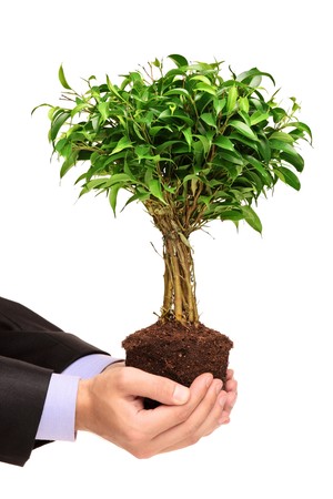 A hand holding a plant Ficus Benjamin (ficus benjamina natasja) isolated on white backgroundの写真素材