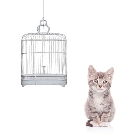 A view of a cat and an empty bird cage isolated on white backgroundの写真素材