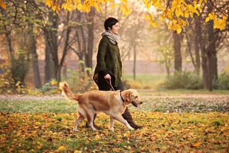 A girl and her dog (Labrador retriever) walking in a park in autumnの写真素材