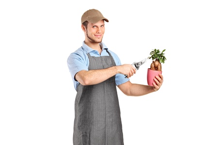 A male florist cutting a bonsai tree with pruning shears isolated against white backgroundの写真素材
