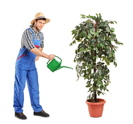 Full length portrait of a person watering a decoration plant isolated on white backgroundの写真素材