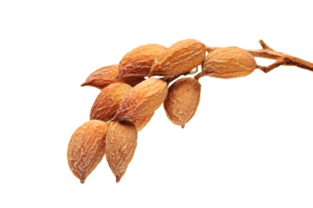 Ripe pistachios isolated on white backgroundの写真素材