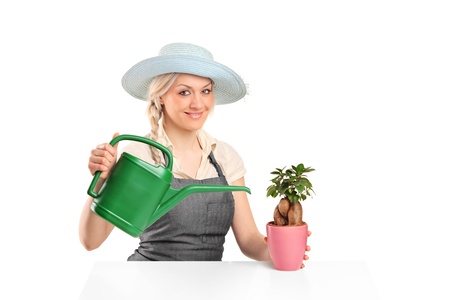 A female florist watering a bonsai tree isolated on white backgroundの写真素材