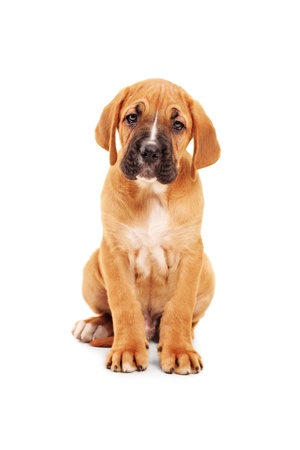 Sad little cane corso puppy looking at camera isolated on white backgroundの写真素材
