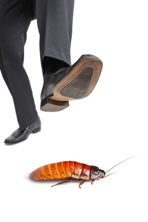 A giant foot about to step on a cockroach isolated on white backgroundの写真素材