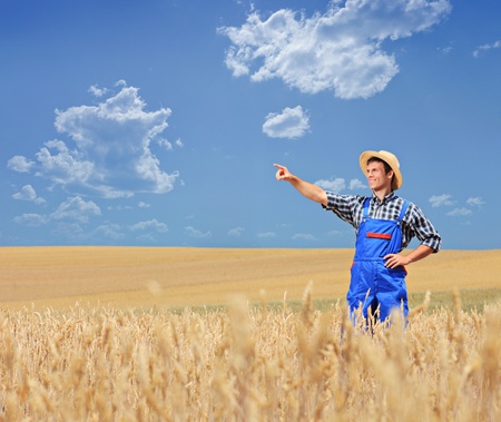 A young farmer pointing in a wheat field, Macedoniaの写真素材