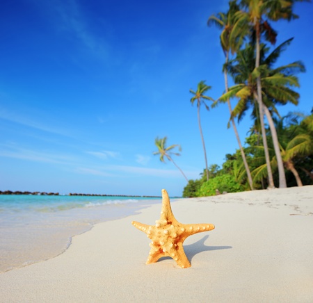 Tropical paradise in Maldives with starfish on a beach and turquoise seaの写真素材