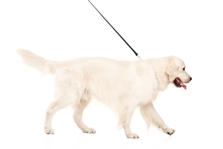 Studio shot of a retriever dog isolated on white backgroundの写真素材