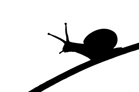 A silhouette of a snail on a leaf isolated on white backgroundの写真素材