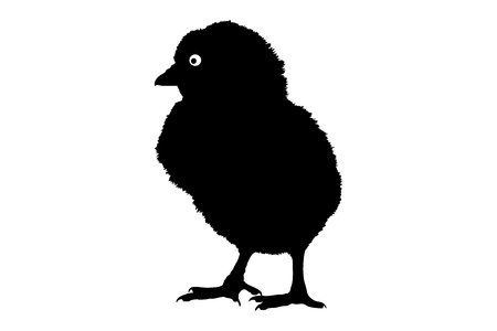 A silhouette of a cute little baby chicken against white backgroundの写真素材