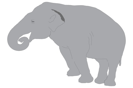 An elephant isolated on white backgroundの写真素材