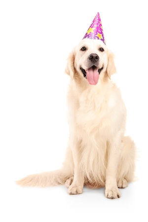 A studio shot of a dog wearing a party hat isolated on white backgroundの写真素材