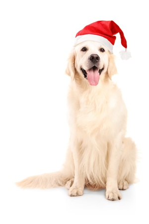 A studio shot of a dog wearing a christmas hat isolated on white backgroundの写真素材