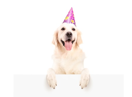 Labrador retriever with party hat posing on a blank panel isolated on white backgroundの写真素材