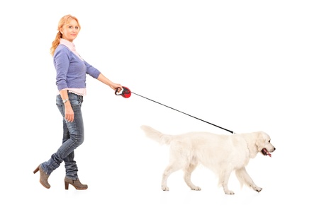 Full length portrait of a woman walking a retriever dog isolated on white backgroundの写真素材