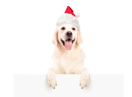 Labrador retriever with christmas hat posing on a blank panel isolated on white backgroundの写真素材