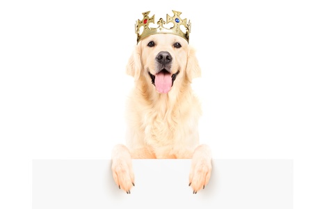 Golden retriever dog wearing crown and standing on a blank panel isolated on white backgroundの写真素材