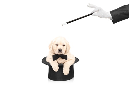 Small dog in top hat and hand with a magic wand isolated on white backgroundの写真素材