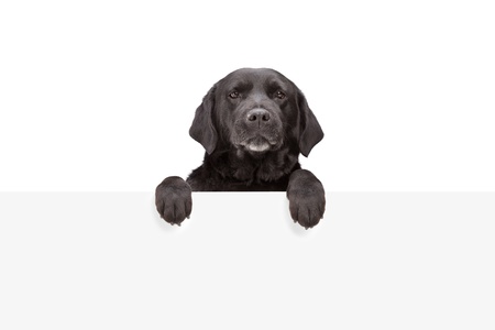 A small dog standing behind blank panel isolated on white backgroundの写真素材