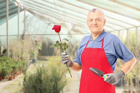 Male gardener holding a rose flower and gardening equipment, posing in a hothouseの写真素材
