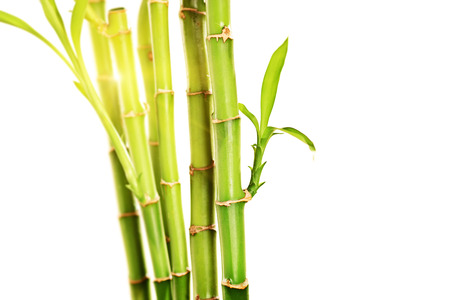 Studio shot of green stalks of bamboo with leaves isolated on white backgroundの写真素材