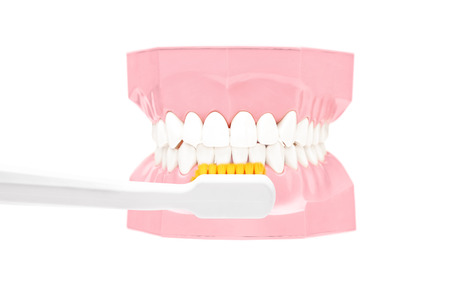 Studio shot of a dentures made out of plaster cast and tooth brush isolated on white background