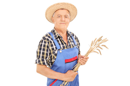 Mature agricultural worker holding a bunch of wheat straws isolated on white backgroundの写真素材
